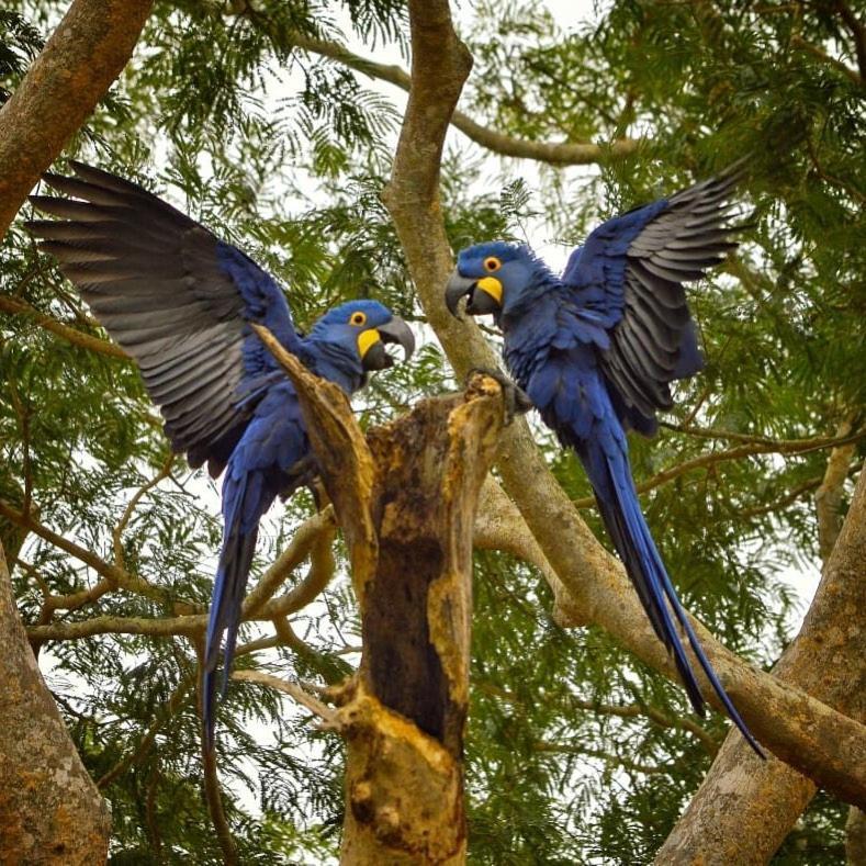 Pousada Fazenda Xaraes Todos os Santos Buitenkant foto