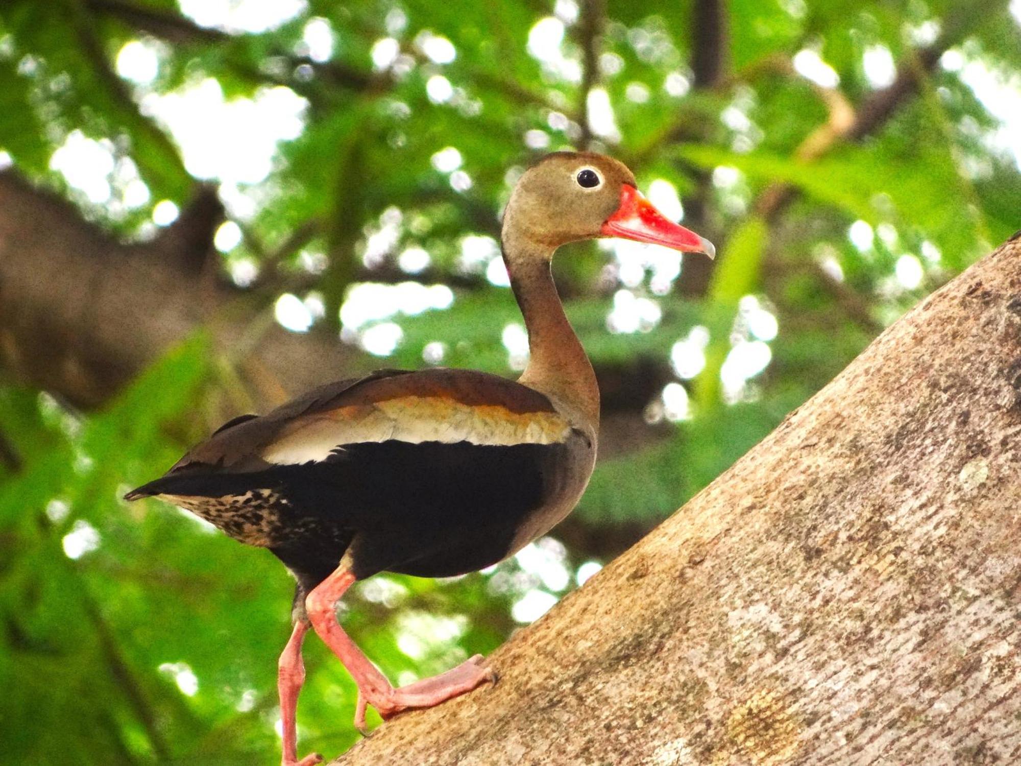 Pousada Fazenda Xaraes Todos os Santos Buitenkant foto
